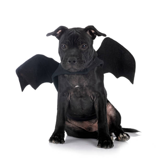 istock staffordshire bull terrier 1337201423