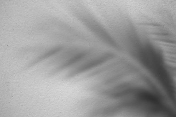 istock Shadow Leaves Palm on Gray Cement blur background. 1337201461