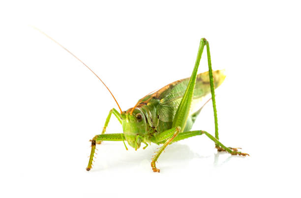 istock Tettigonia viridissima 1337201650