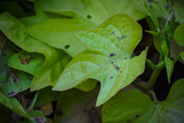 istock a green leaf of a plant 1337201654