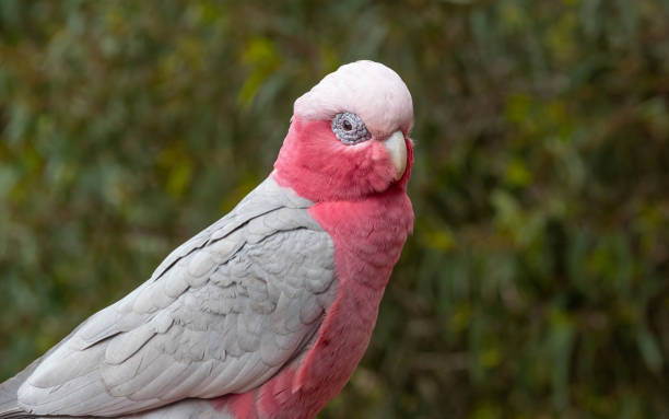 istock Portrait of a Galah 1337204462