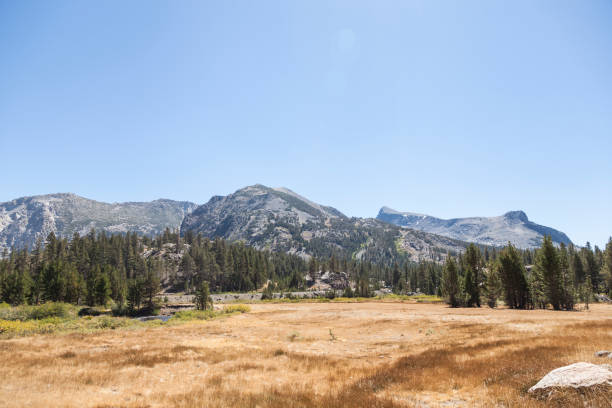 istock mountainous landscape with forest in Yosemite national park 1337205121