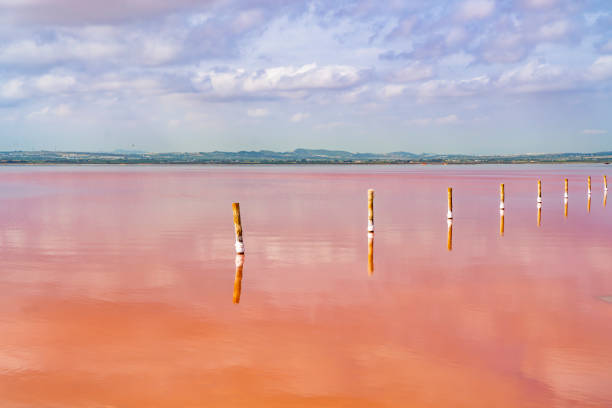 Torrevieja Pink Lake at Natural Park with wooden posts, Alicante Spain stock photo