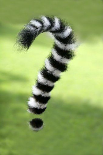 Ring tailed lemur from Madagascar. Question mark shape tail over green grass background