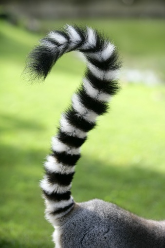 Ring tailed lemur from Madagascar. Question mark shape tail over green grass background