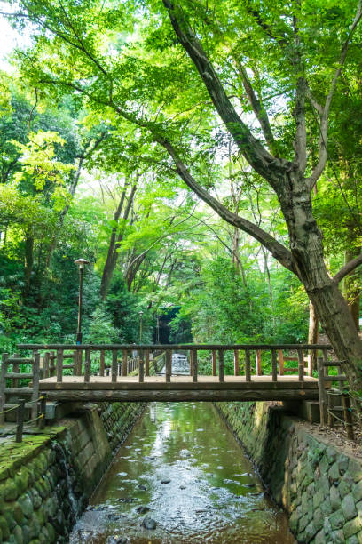 istock Todoroki Valley in Setagaya, Tokyo 1337206484