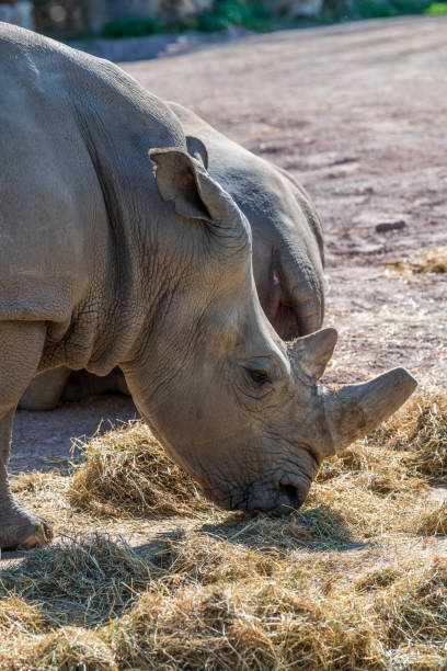 istock Rhino in an animal park 1337206588