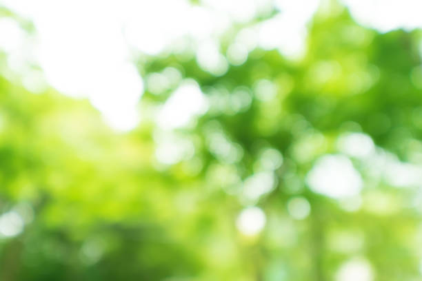 istock Abstract bokeh blur tree nature background with sunlight on summer. 1337206678
