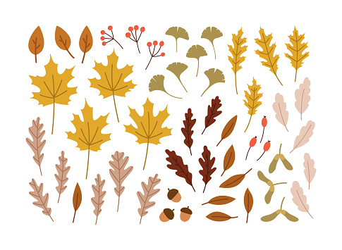 Hand-drawn set of autumn leaves. Ginko leaves, red oak, white oak, maple, elm, maple seeds, berries, acorn. Concept of fall, autumn, nature, forest plants, tree foliage. Colored vector illustration.