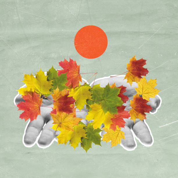 istock Gathering autumn leaves. Human hands holding colourful leaves 1337209036