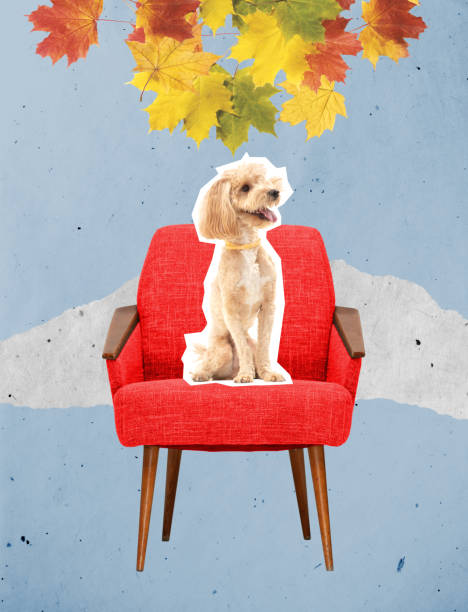 herbst zu hause. lustiger flauschiger hund, der auf dem stuhl auf ligtblauem hintergrund mit herbstlaub darüber sitzt - hund grafiken stock-fotos und bilder