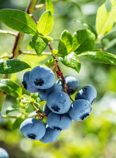 istock Ripe blueberries (bilberry) on a blueberry bush on a nature background. 1337209095