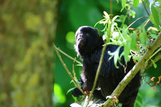The cute monkey Goeldis marmoset (Callimico goeldii).