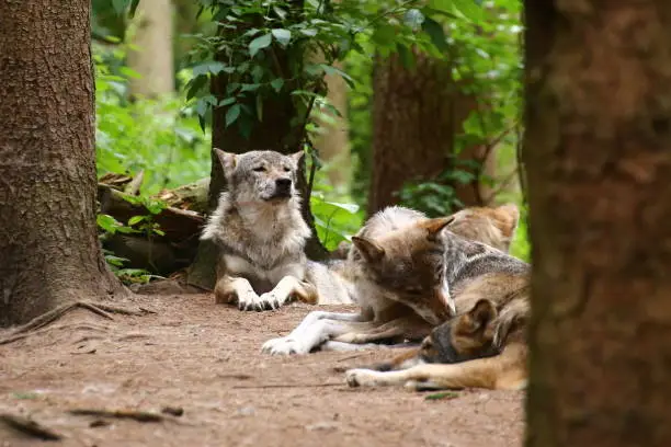 Wolfpack (Canis lupus) resting in the forest.