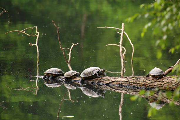 controles deslizantes de lagoa (trachemys scripta) sentados em um galho - terrapin - fotografias e filmes do acervo