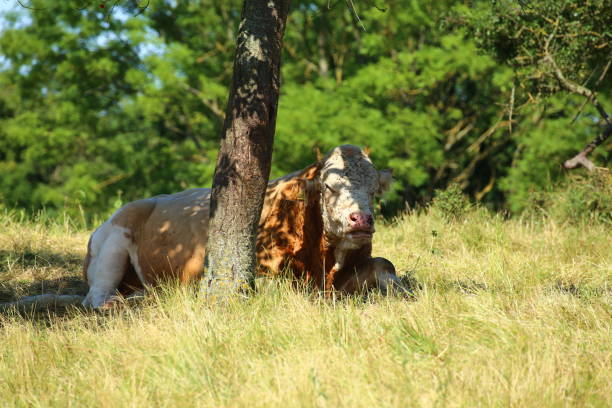 Cow resting in the shade on a sunny day.