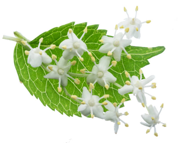 istock Elderberry inflorescence on white background. 1337209316