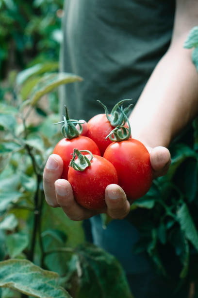 istock man with a bunch of freshly collected tomatoes 1337209521