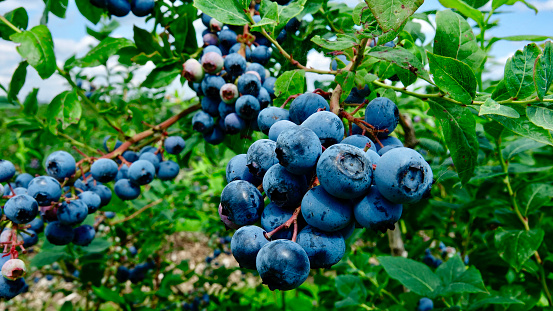 Bunch of blueberries