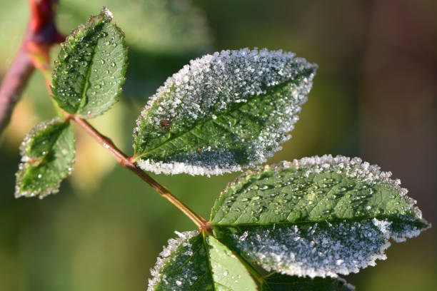 Horizontal photo rose bush in winter. Frozen plant protection. Winter frost macro photography zoom photo ice crystals rime ice stock pictures, royalty-free photos & images