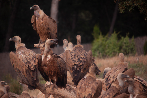 group of vultures eating in the wild