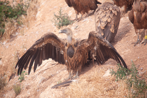 group of vultures eating in the wild