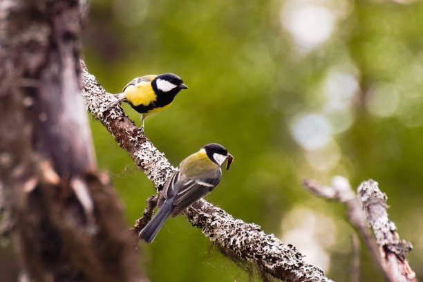 istock Two great tits (Parus major) with a worm perched on a lichenous tree 1337213981