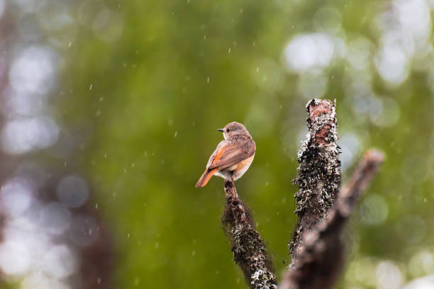 samica czerwona (phoenicurus phoenicurus) siedząca na drzewie w deszczu - phoenicurus zdjęcia i obrazy z banku zdjęć