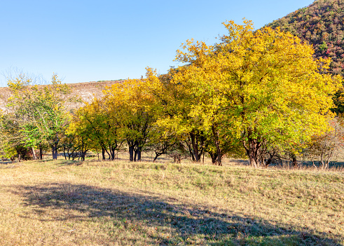 Walnut garden in the autumn . Trees with yellow leaves