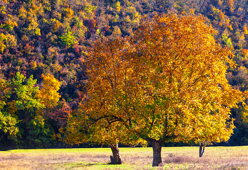 Tree with large yellow branches in autumn . Walnut trees in fall season