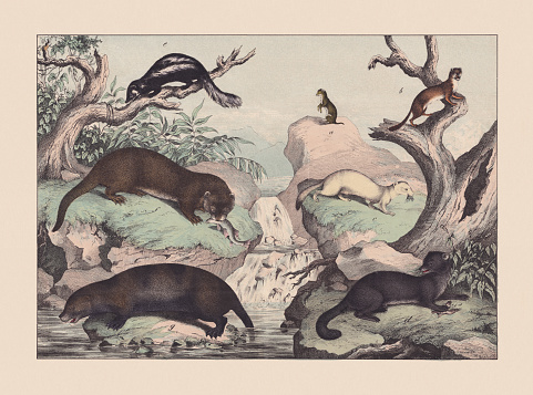Predators (Mustelidae): a) Least weasel (Mustela nivalis); b) Stoat (Mustela erminea); c) Ferret (Mustela furo); d) Sable (Martes zibellina); e) Striped skunk (Mephitis mephitis); f) Eurasian otter (Lutra lutra); g) Sea otter (Enhydra lutris). Hand colored chromolithograph, published in 1869.