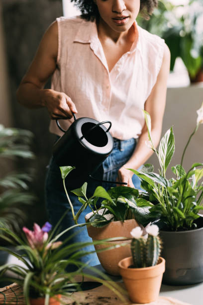 istock Simple Houseplant Care Tips to Keep Your Plants Healthy 1337214912