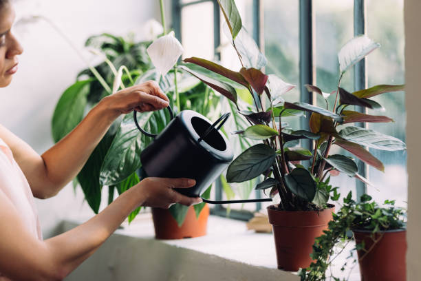 einfache zimmerpflanzenpflegetipps, um ihre pflanzen gesund zu halten - zimmerpflanze stock-fotos und bilder