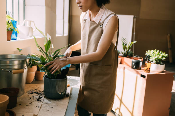 istock Simple Houseplant Care Tips to Keep Your Plants Healthy 1337214949