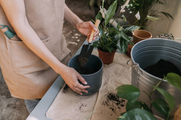 istock Simple Houseplant Care Tips to Keep Your Plants Healthy 1337214959