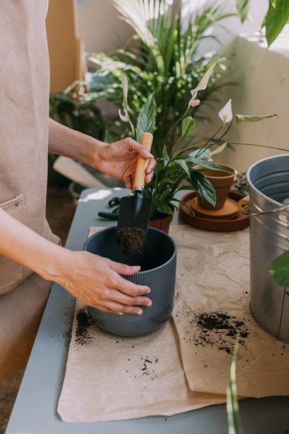 istock Simple Houseplant Care Tips to Keep Your Plants Healthy 1337214968