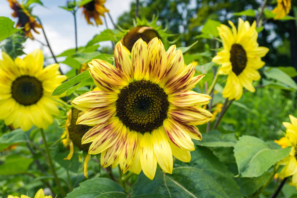 istock Sunflower in garden 1337216182