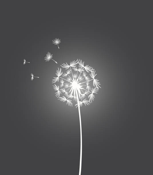 illustrations, cliparts, dessins animés et icônes de pissenlit blanc brillant sur fond noir. illustration fantastique avec pissenlit et graines volantes. dessin monochrome, vecteur. fleur solitaire sur une tige. faire un vœu - dandelion freedom silhouette wind