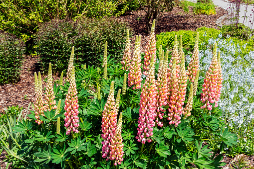 Lupin (Lupinus) 'The Chatelaine' (Band of Nobles Series) a spring summer flowering plant with a pink white summertime flower, stock photo image