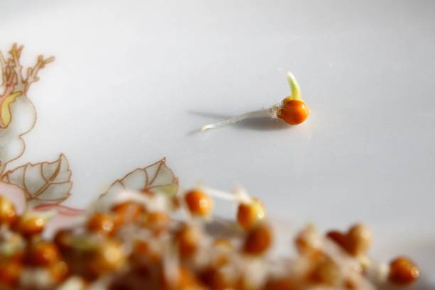 istock Macro of germinating millet seed on a plate 1337217564