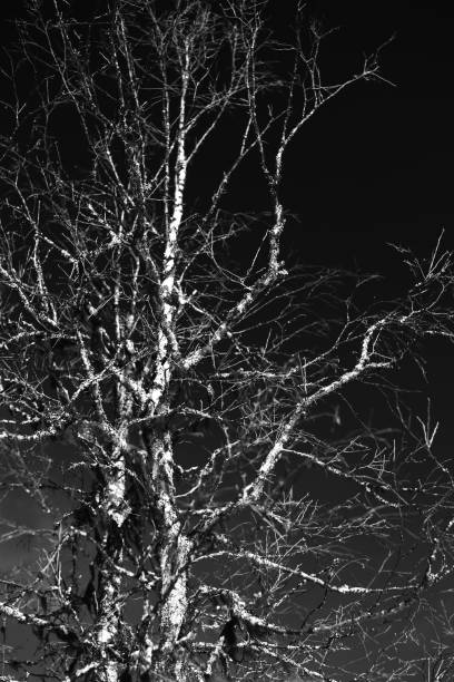 istock Monochrome shot of birch on dark sky 1337217578