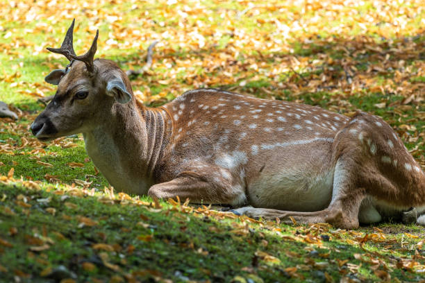 istock The fallow deer, Dama mesopotamica is a ruminant mammal 1337217693