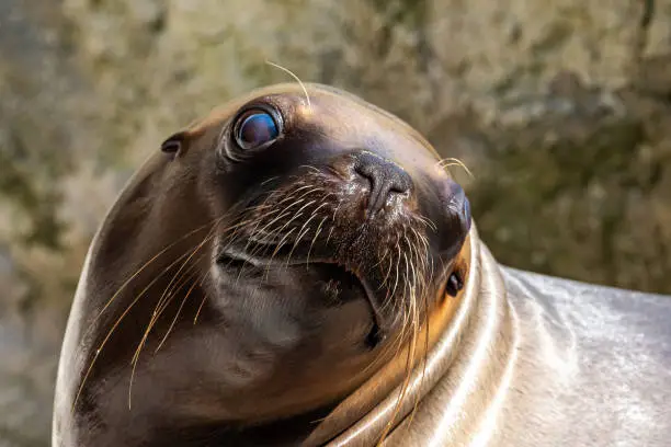 Photo of The South American sea lion, Otaria flavescens in the zoo