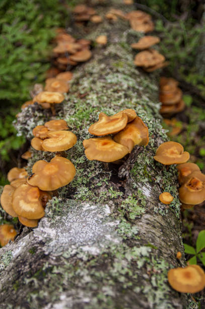 istock Inedible false honey mushrooms growing from fallen birch tree 1337218179