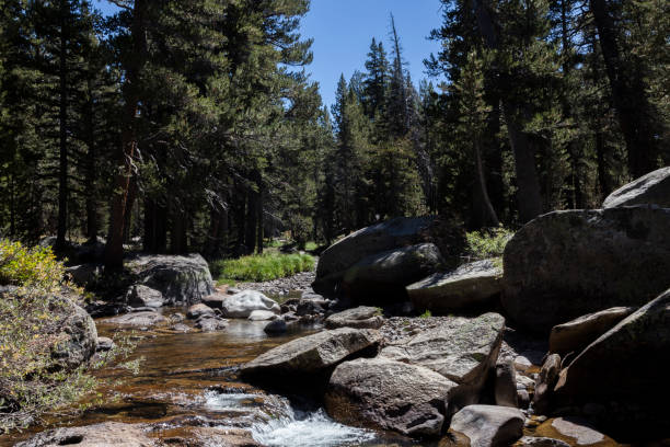 istock Yosemite National Park River and Forest 1337218347