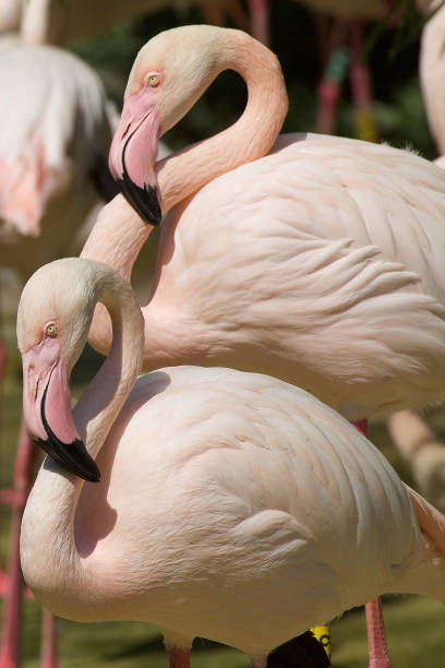 istock Flamingos are a type of wading bird 1337218891