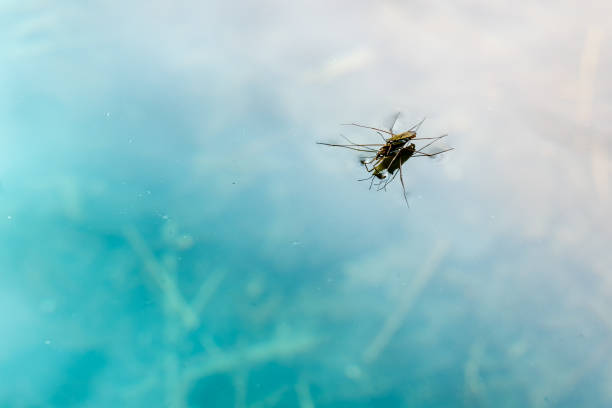 An insect walking on water due to the surface tension