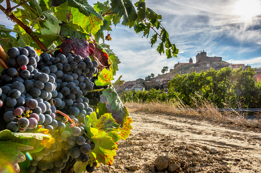 close-up of grapes in a vine in summer with San Vicente de la Sonsierra village as background, La Rioja, Spain