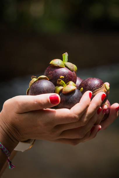 female hands holding mangosteen, vegetarian concept