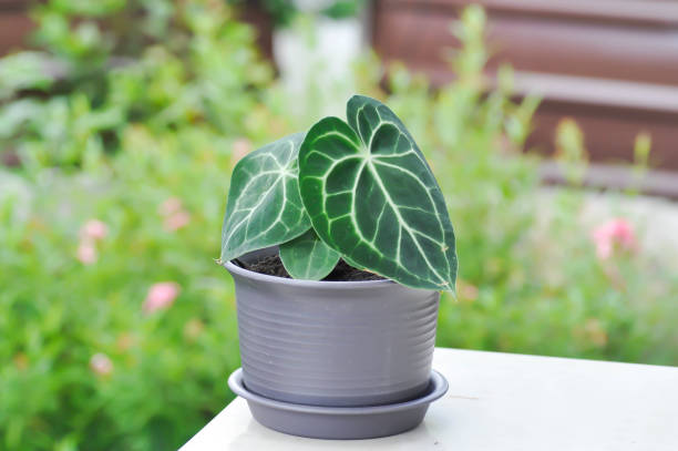 istock Anthurium clarinervium, Anthurium crystallinum or Anthurium hybrid 1337220783